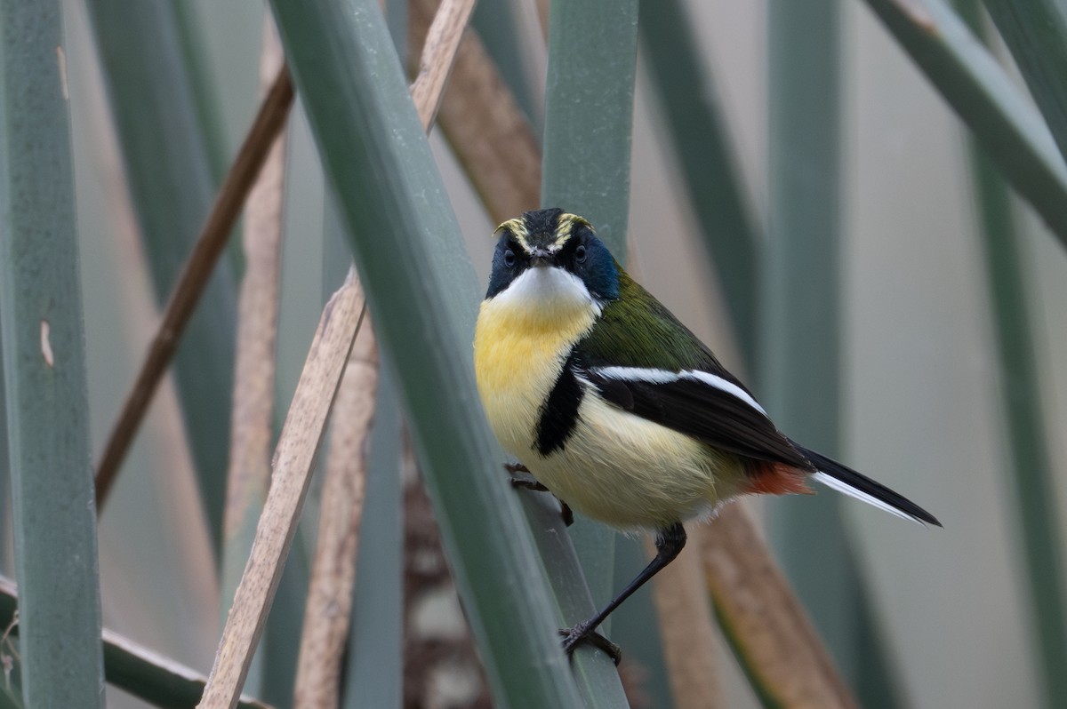 Many-colored Rush Tyrant - ML643679188