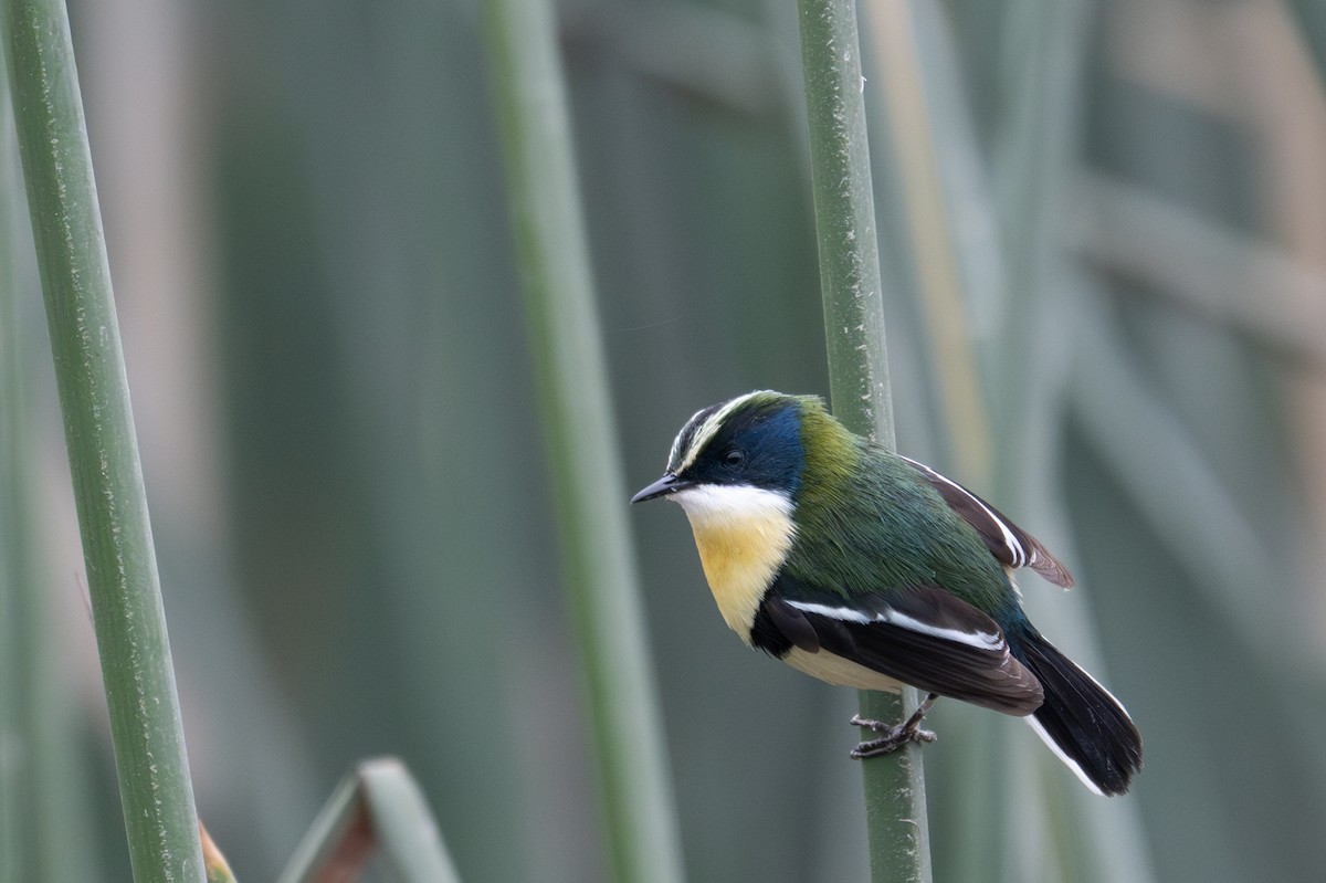 Many-colored Rush Tyrant - ML643679189