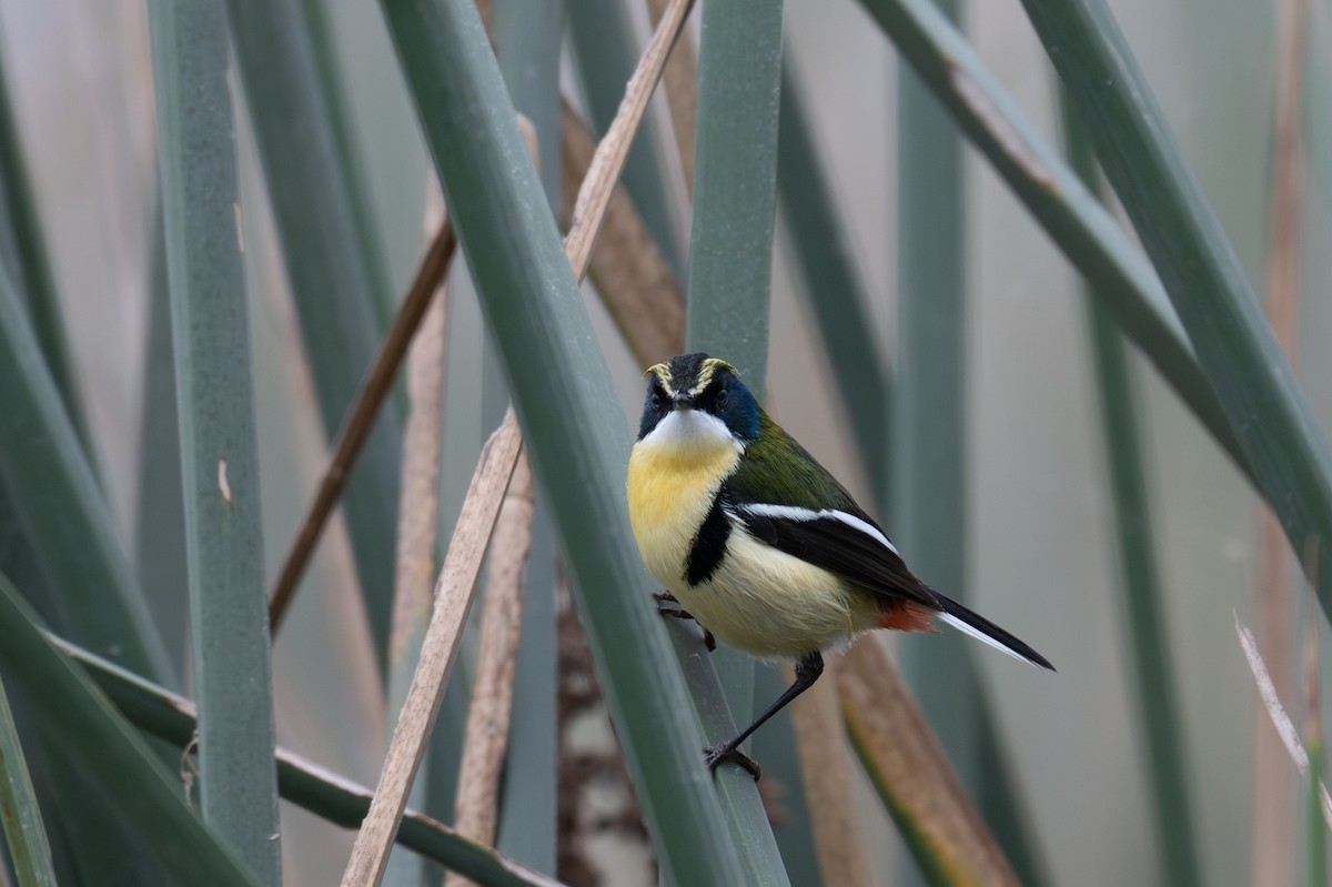 Many-colored Rush Tyrant - ML643679190