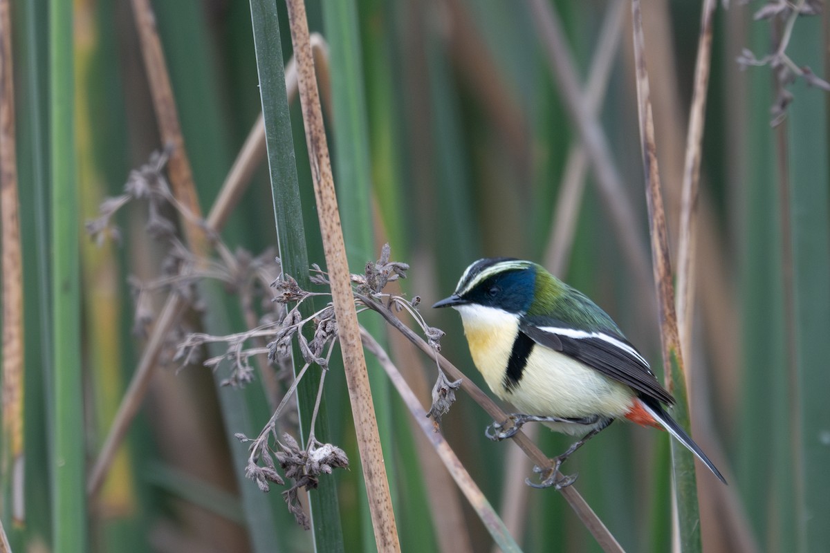 Many-colored Rush Tyrant - ML643679194