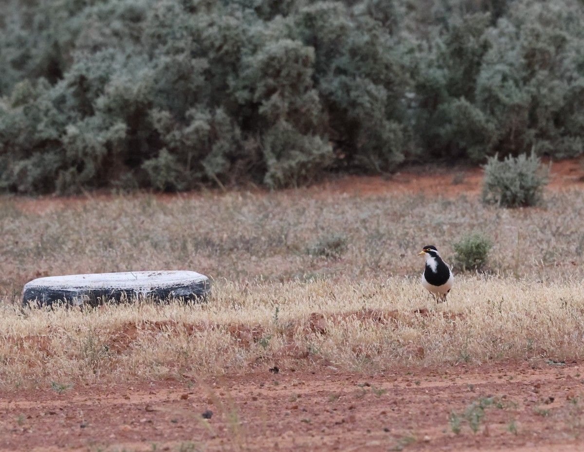 Banded Lapwing - ML643679198