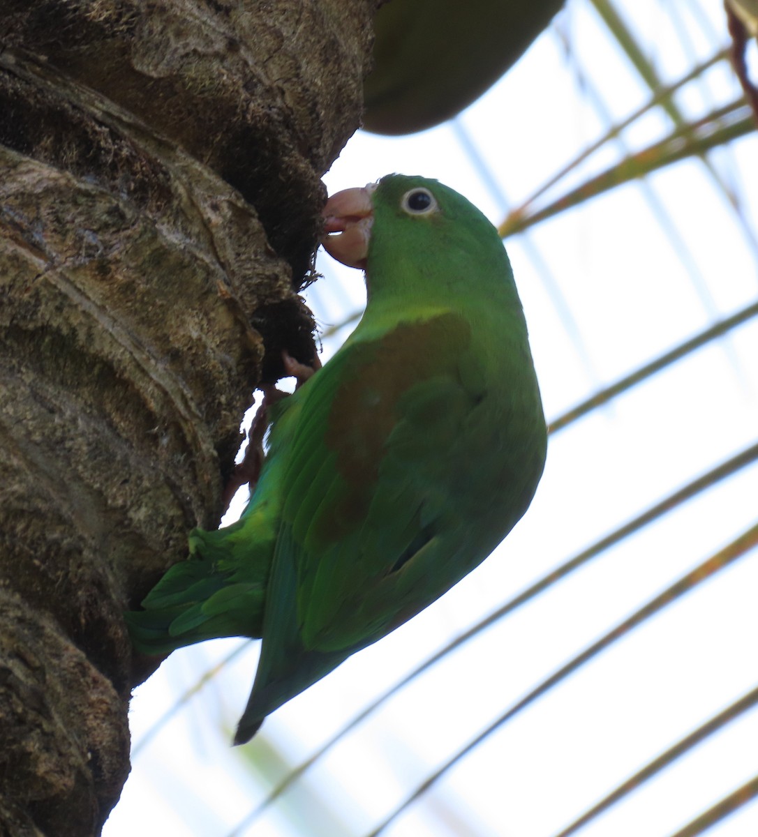 Orange-chinned Parakeet - ML643679220
