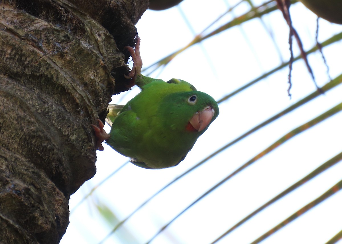 Orange-chinned Parakeet - ML643679225