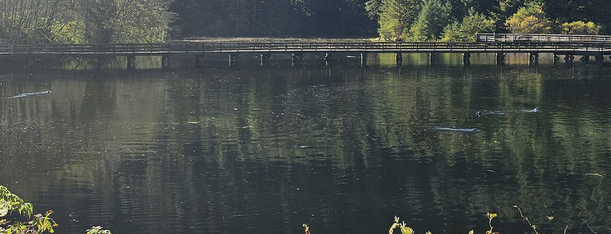 Harbor Seal - ML643679238