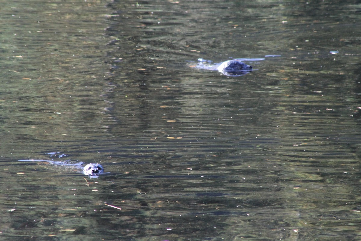 Harbor Seal - ML643679239