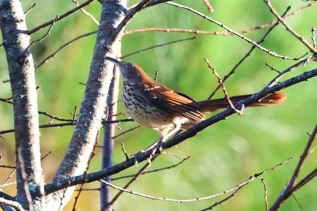 Brown Thrasher - ML643679262