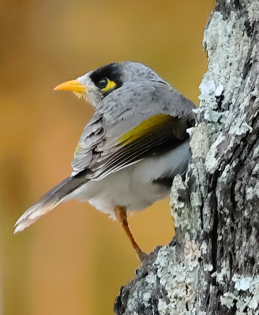 Noisy Miner - ML643679263