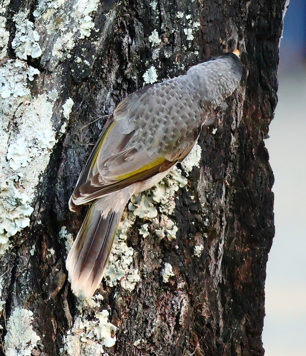 Noisy Miner - ML643679264