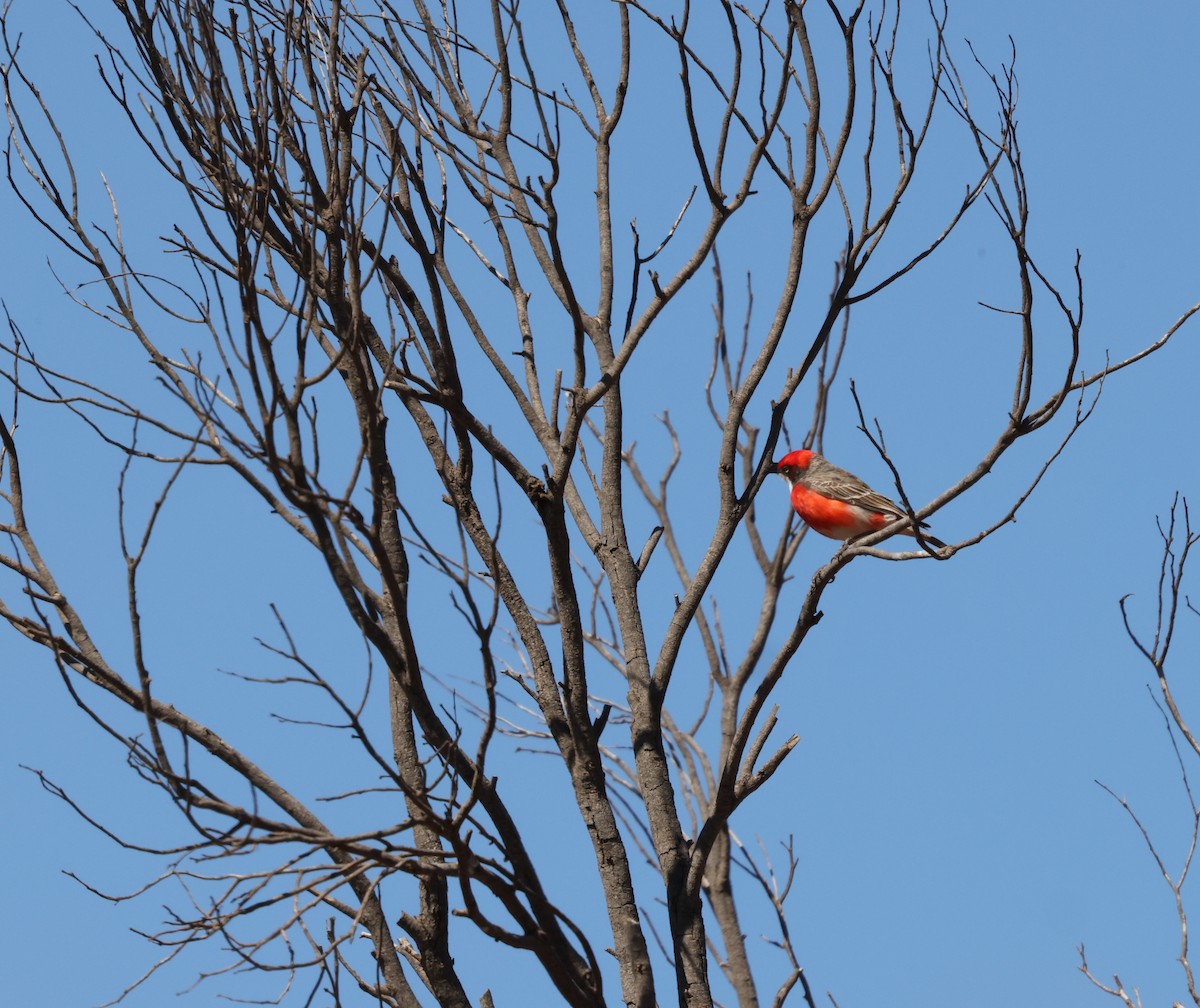Crimson Chat - ML643679278