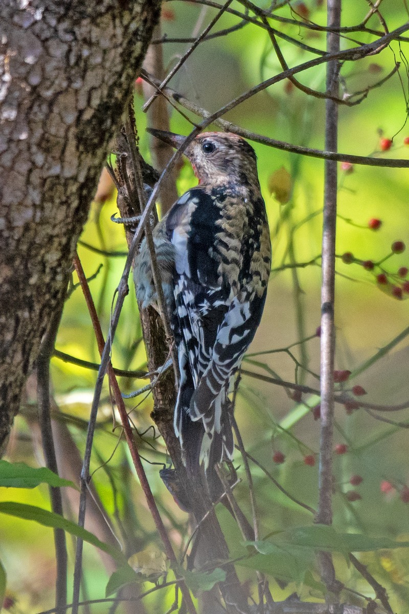 Yellow-bellied Sapsucker - ML643679282