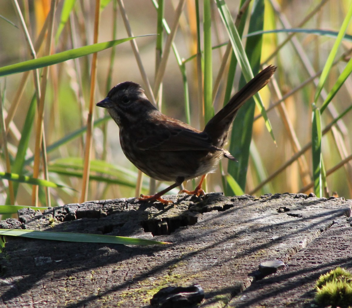 strnadec zpěvný - ML643679294
