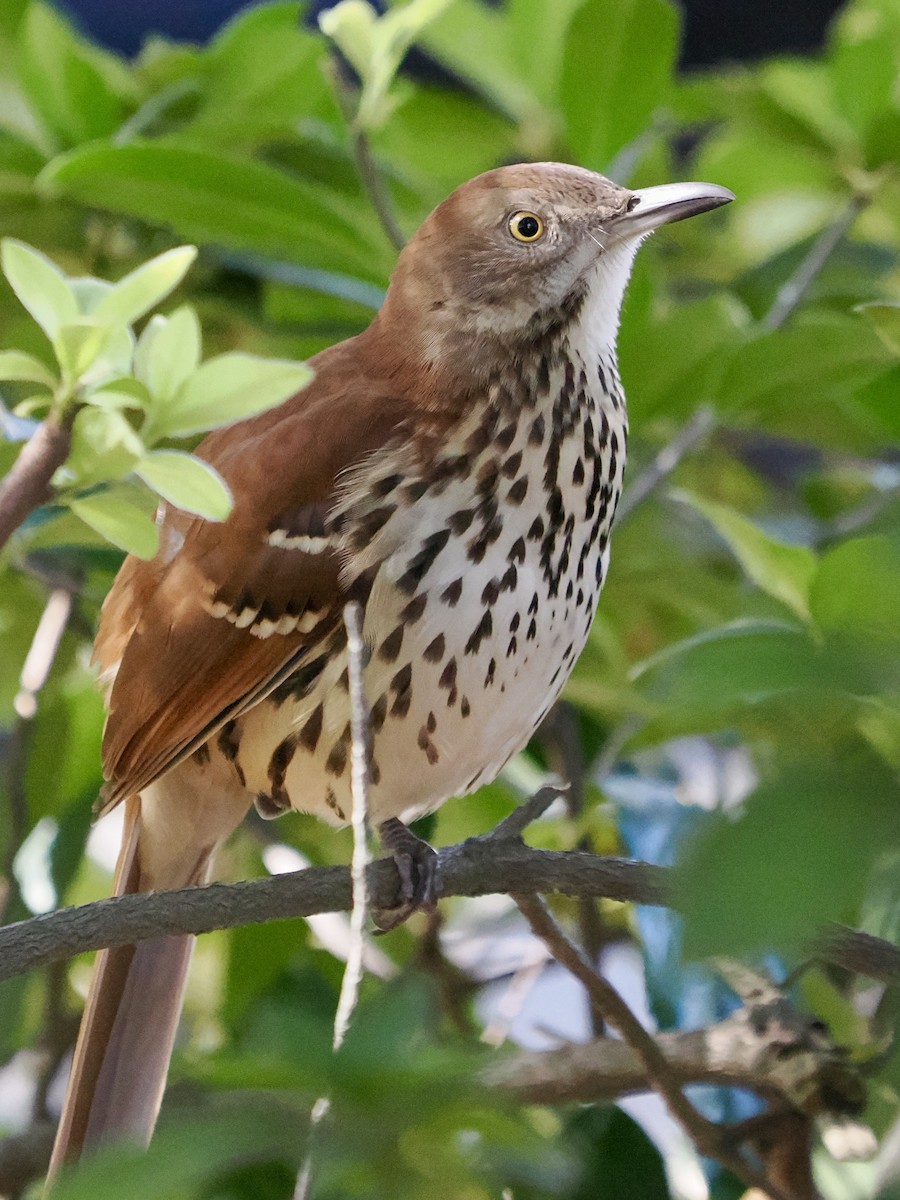Brown Thrasher - ML643679299