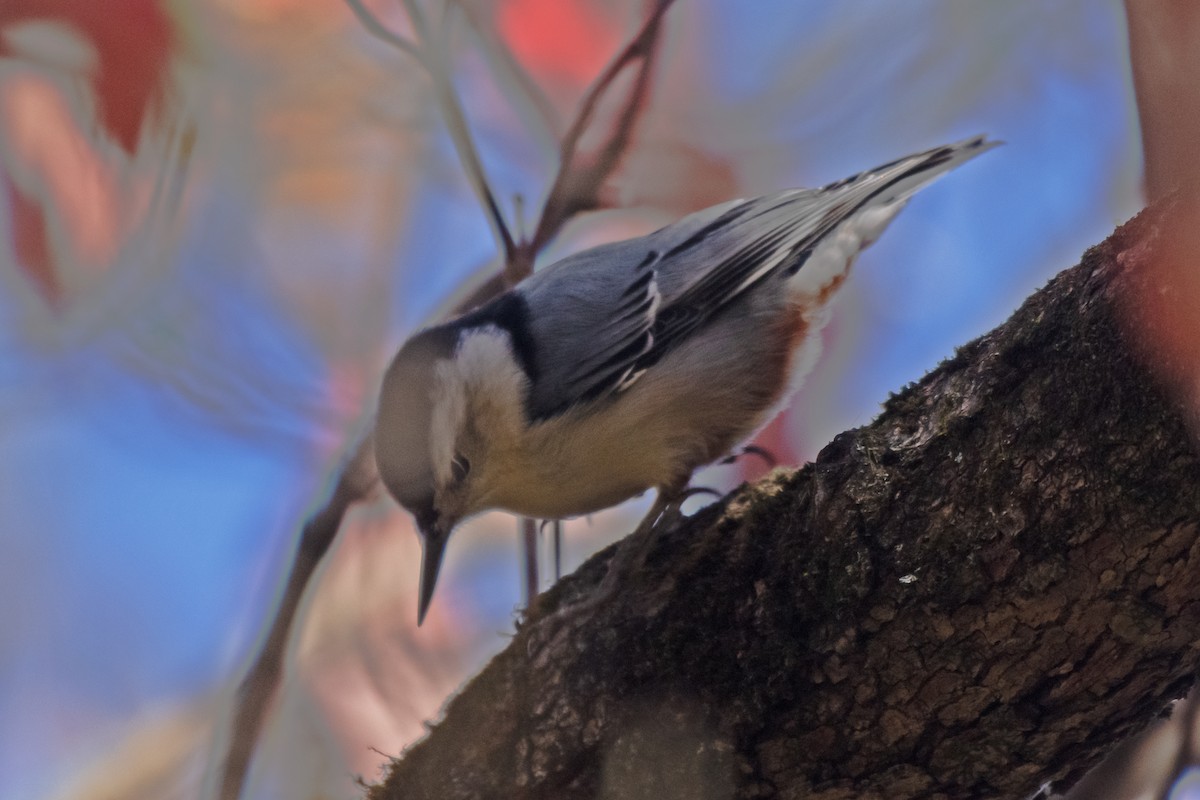 White-breasted Nuthatch - ML643679300