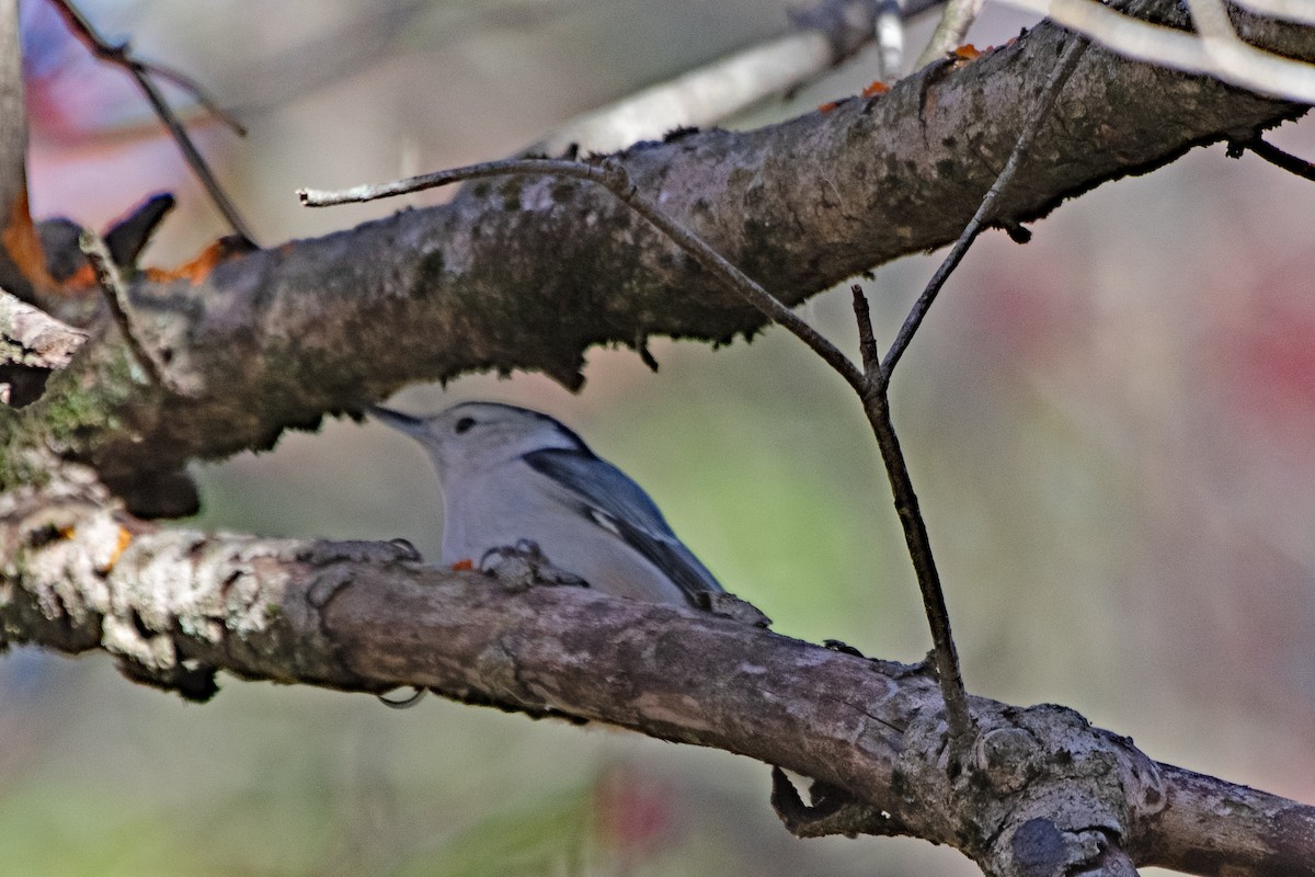 White-breasted Nuthatch - ML643679301