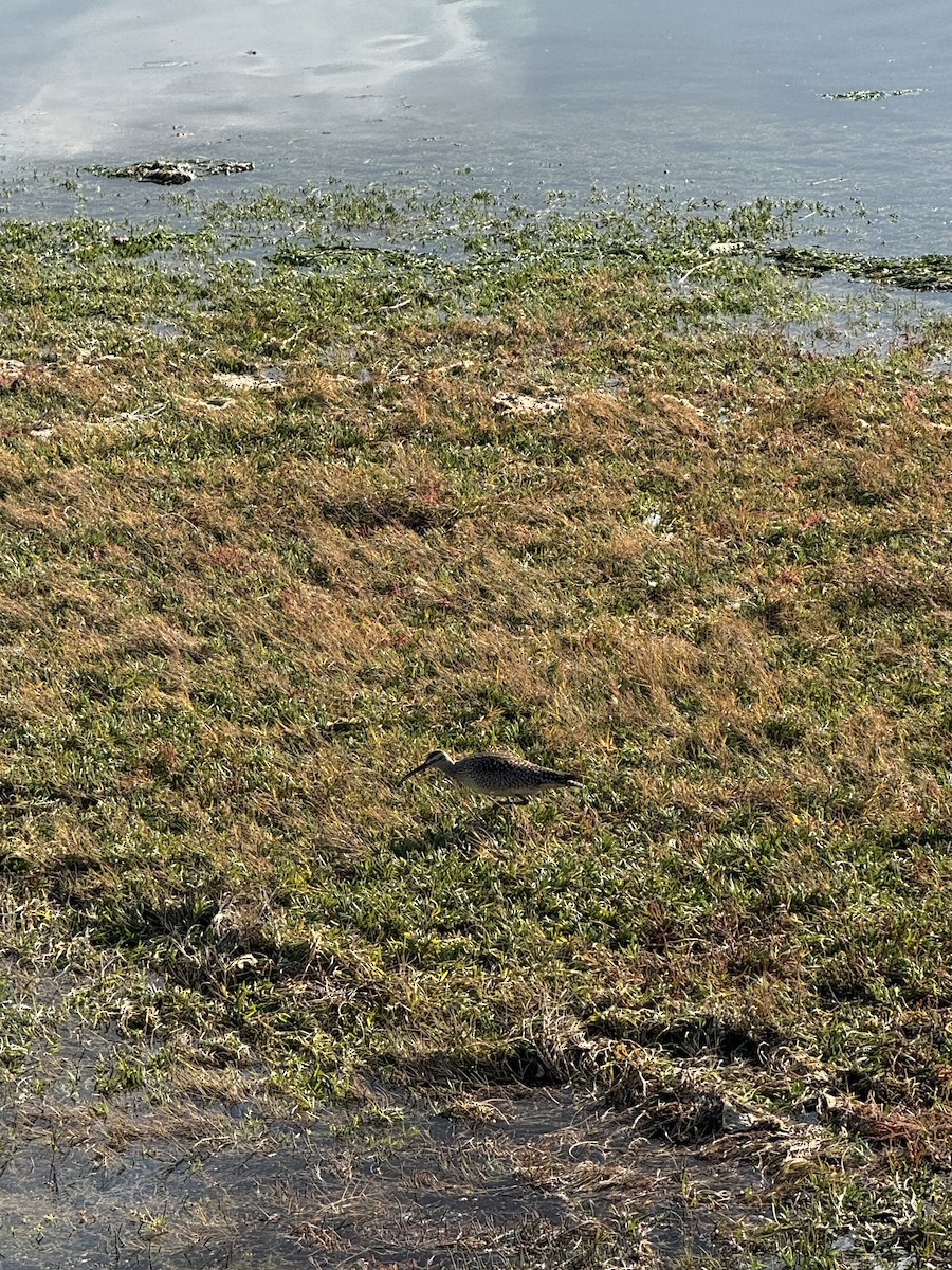 Whimbrel - ML643679306