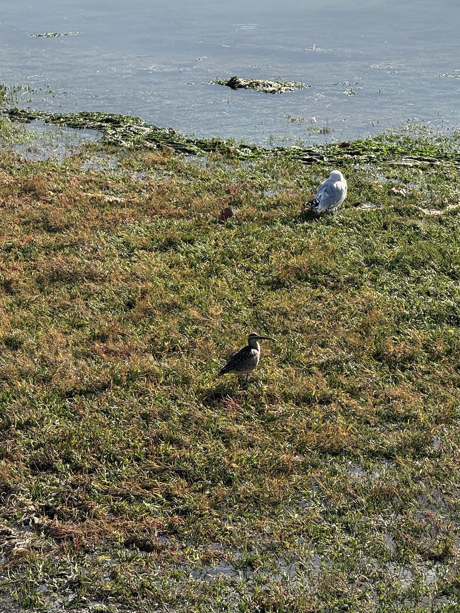 Whimbrel - ML643679307