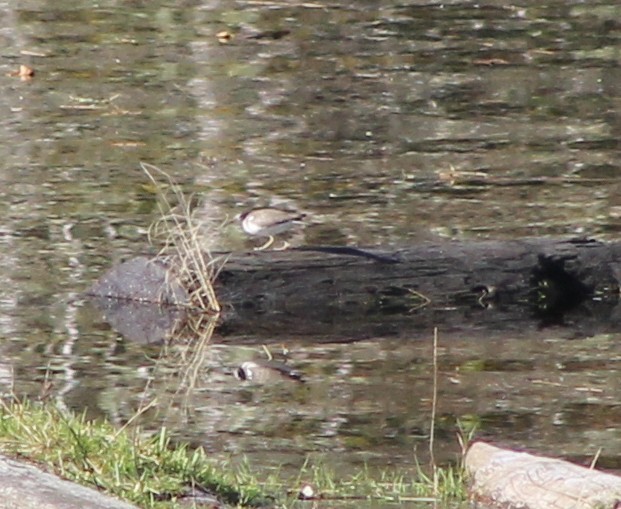 pisík americký - ML643679308