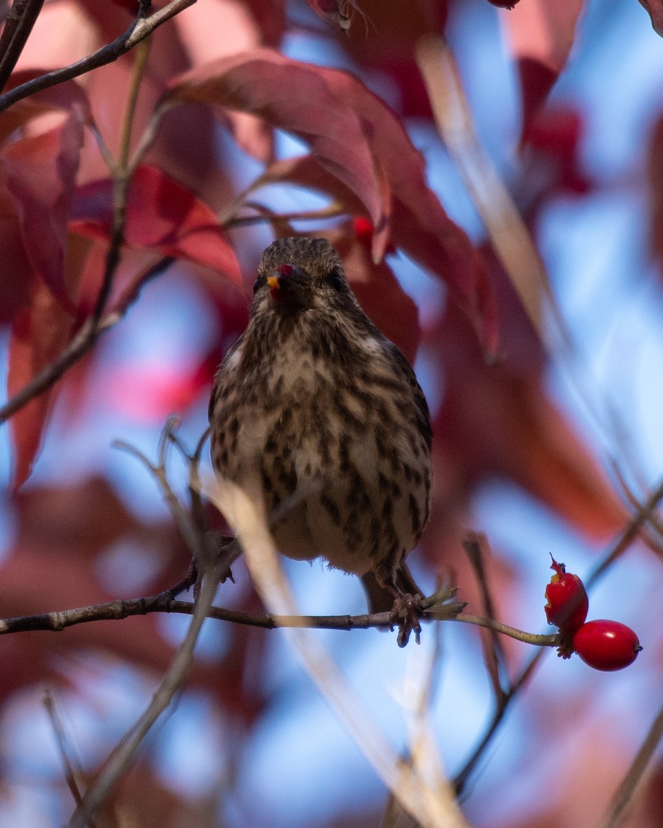 Purple Finch - ML643679311