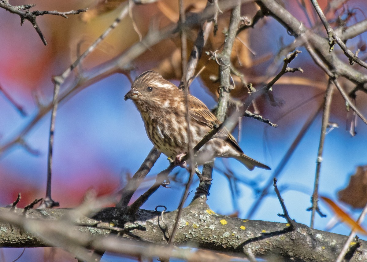 Purple Finch - ML643679312