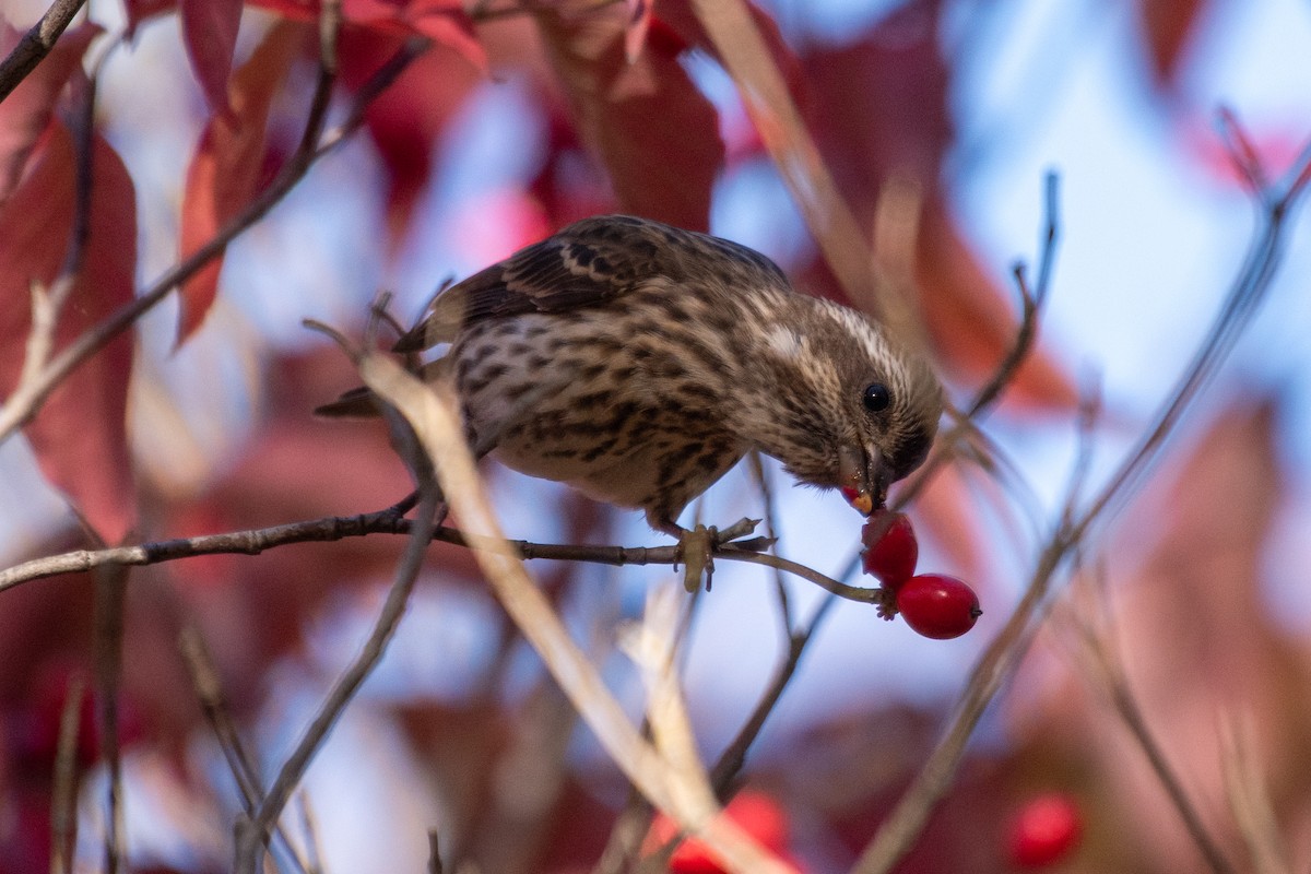 Purple Finch - ML643679313
