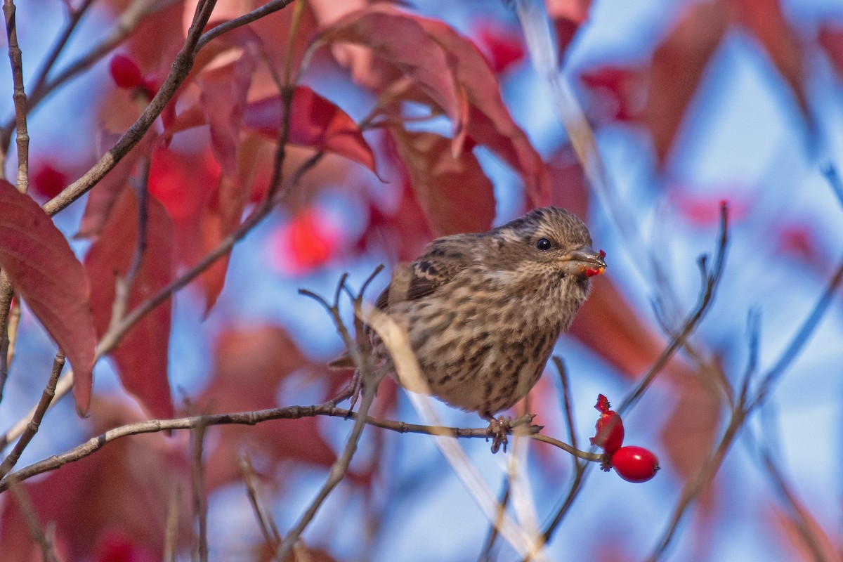 Purple Finch - ML643679314