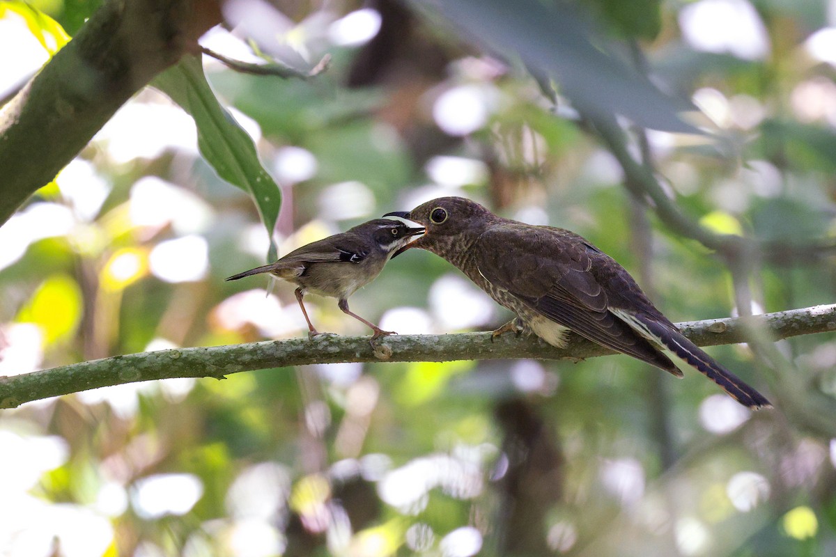 Fan-tailed Cuckoo - ML643679329