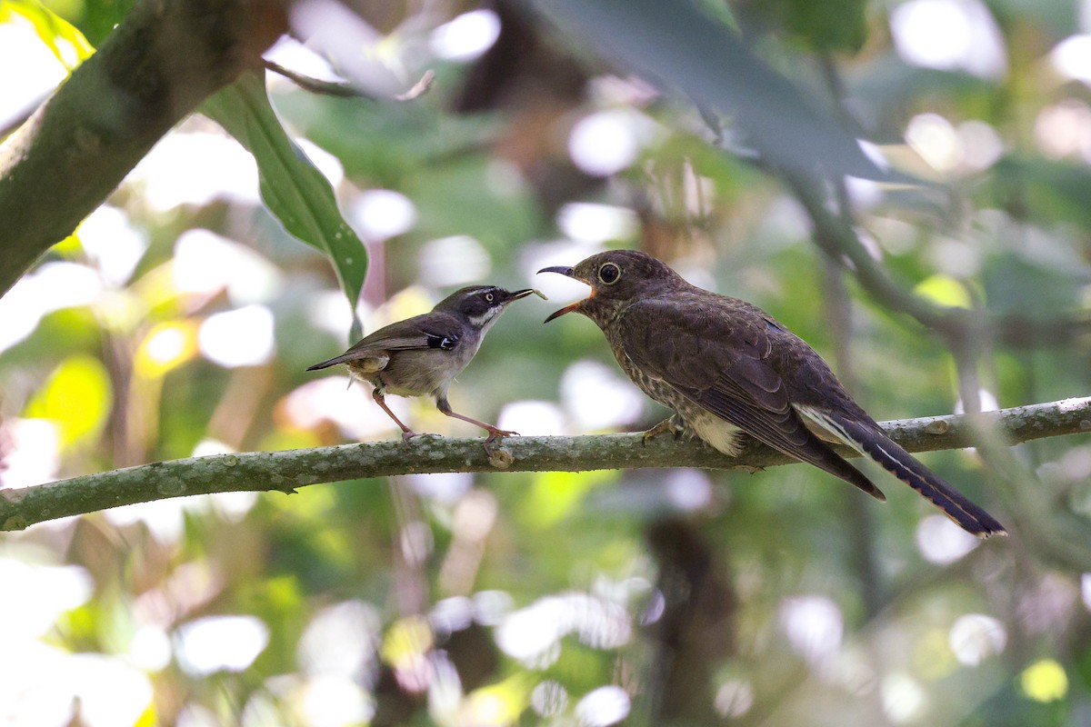 White-browed Scrubwren - ML643679331