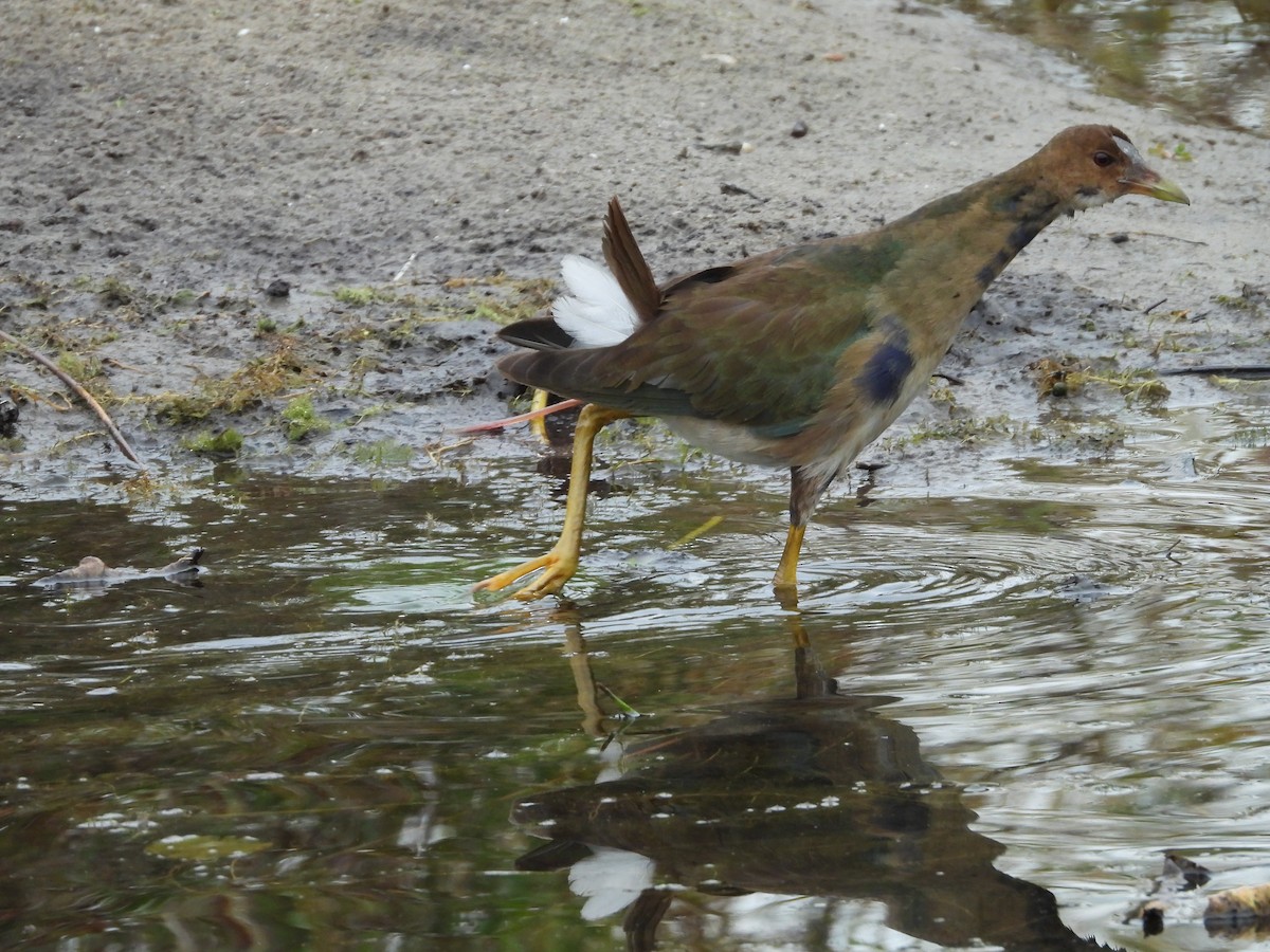 Purple Gallinule - ML643679332