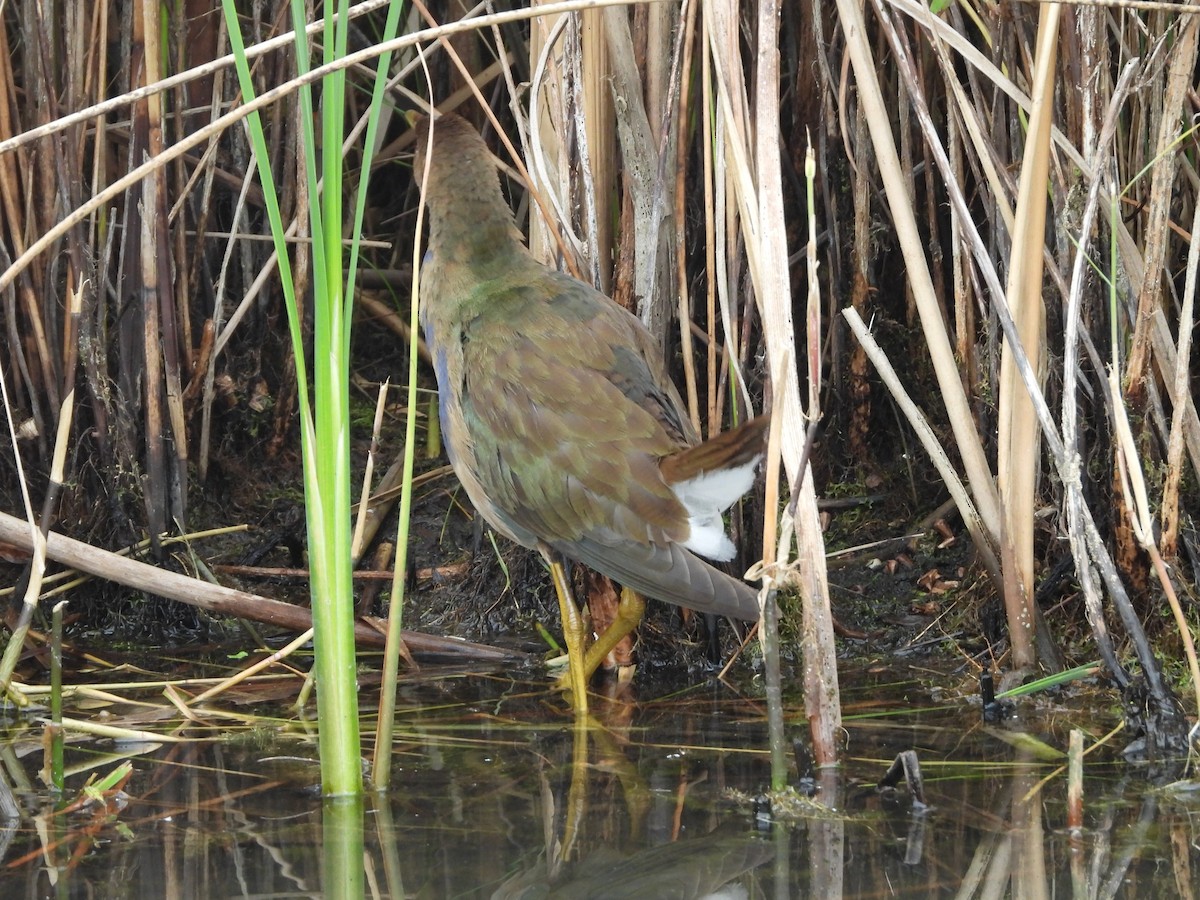 Purple Gallinule - ML643679333
