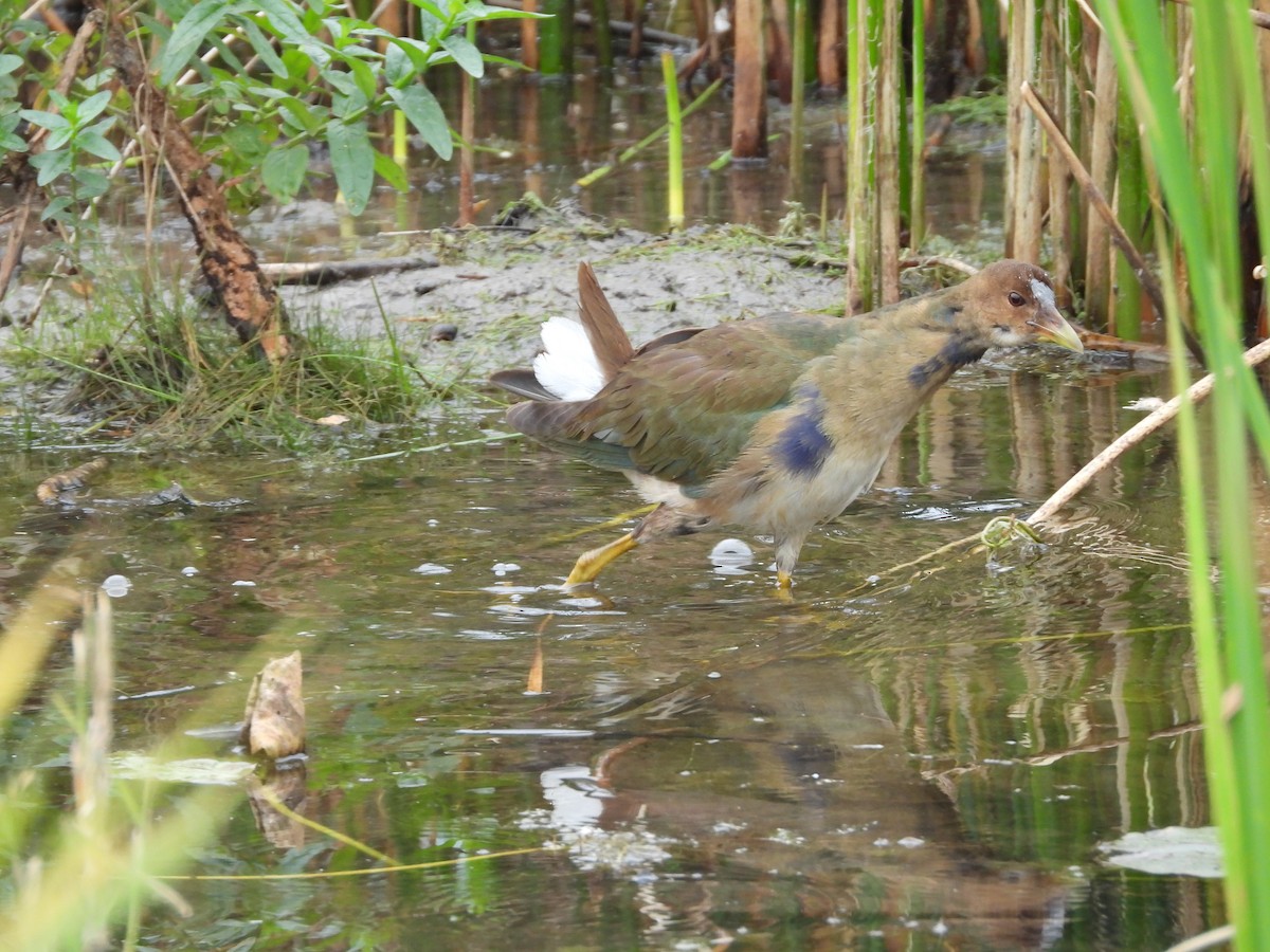 Purple Gallinule - ML643679334