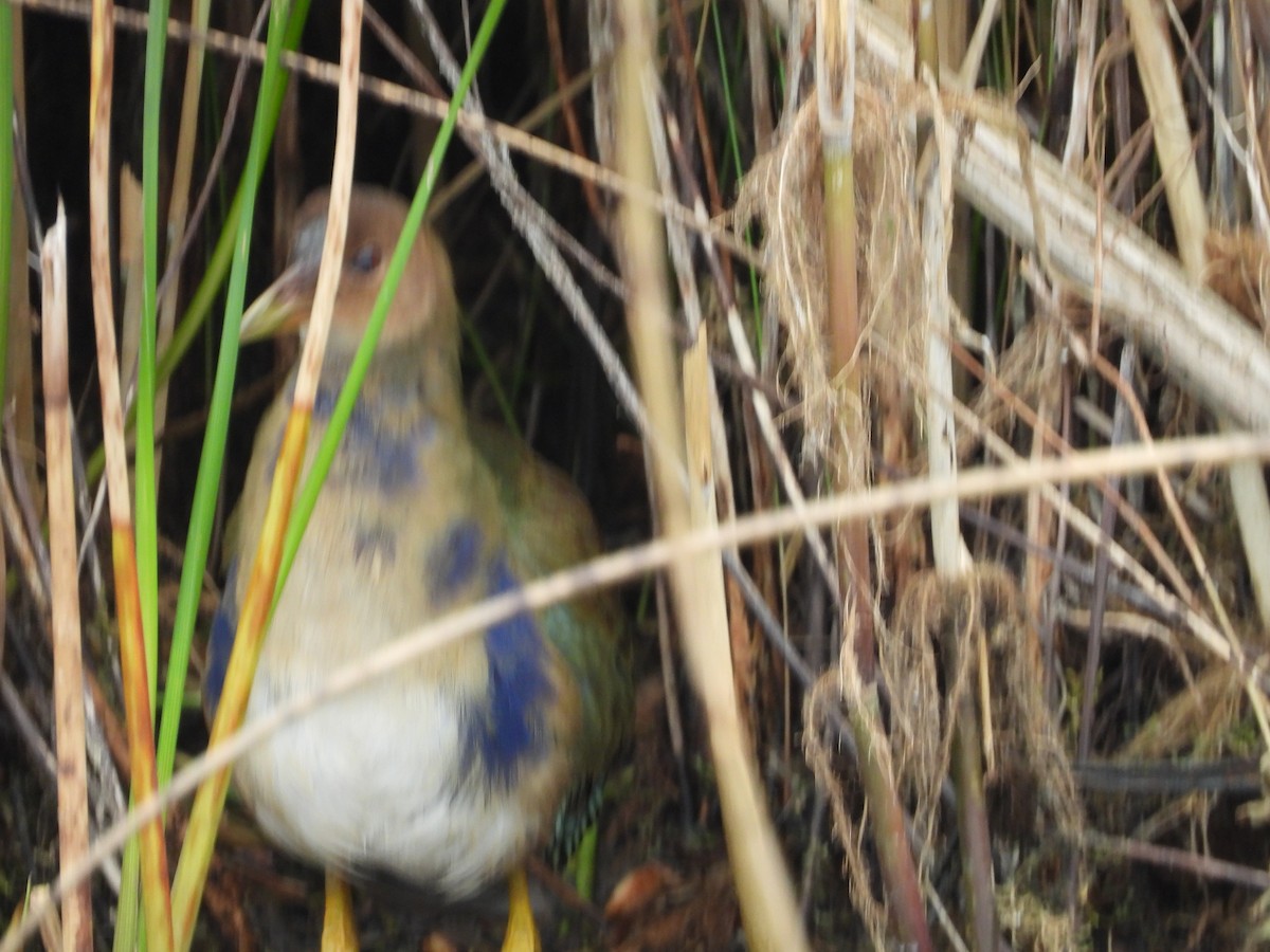 Purple Gallinule - ML643679335
