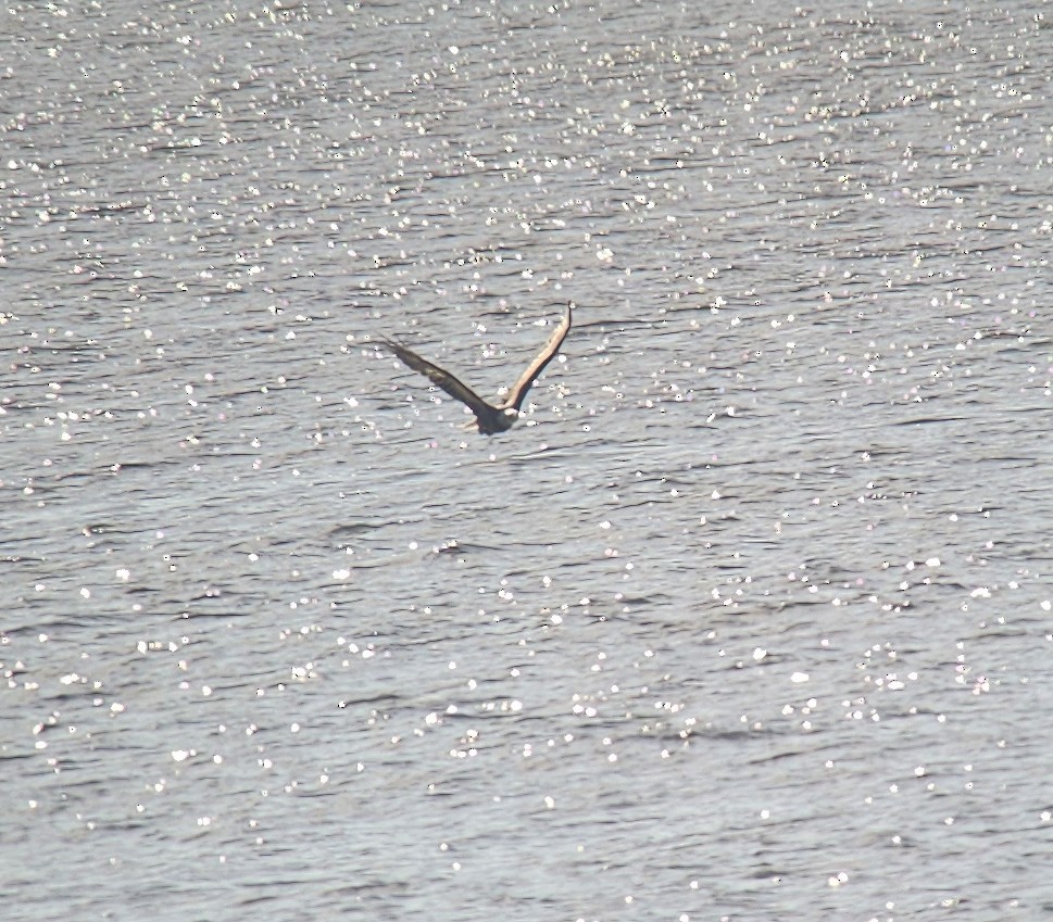 orel bělohlavý - ML643679351