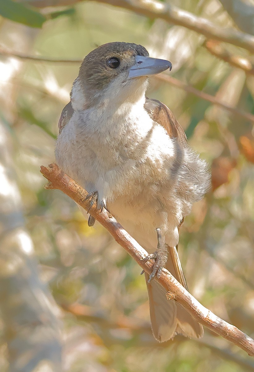 Gray Butcherbird - ML643679352