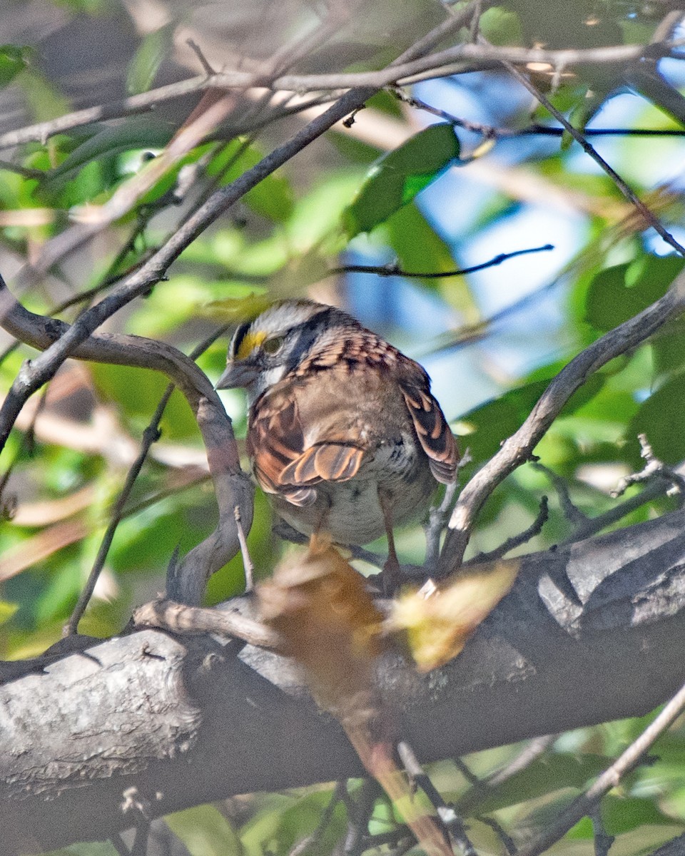White-throated Sparrow - ML643679355