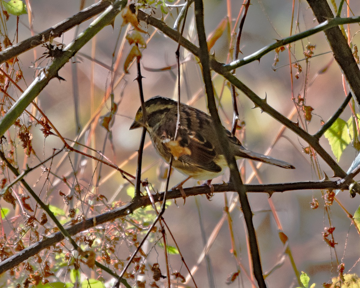 White-throated Sparrow - ML643679356