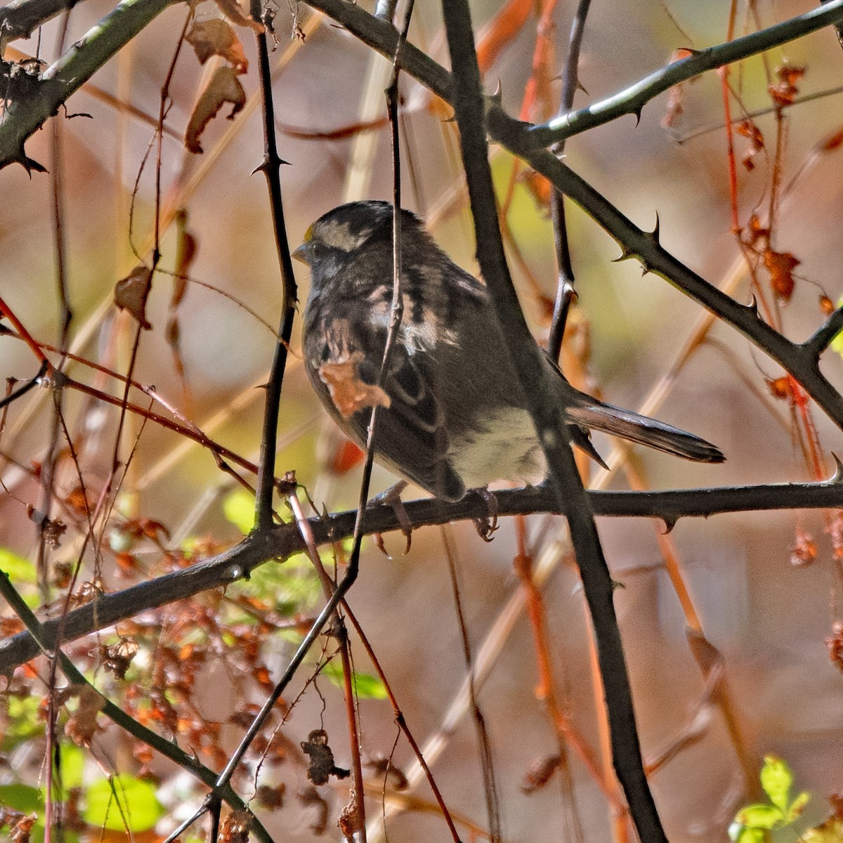 White-throated Sparrow - ML643679357