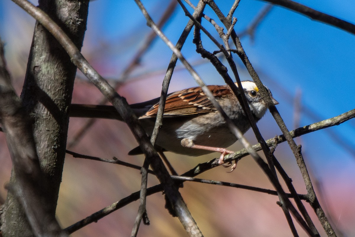 White-throated Sparrow - ML643679358