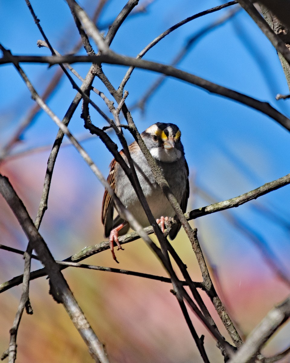 White-throated Sparrow - ML643679359