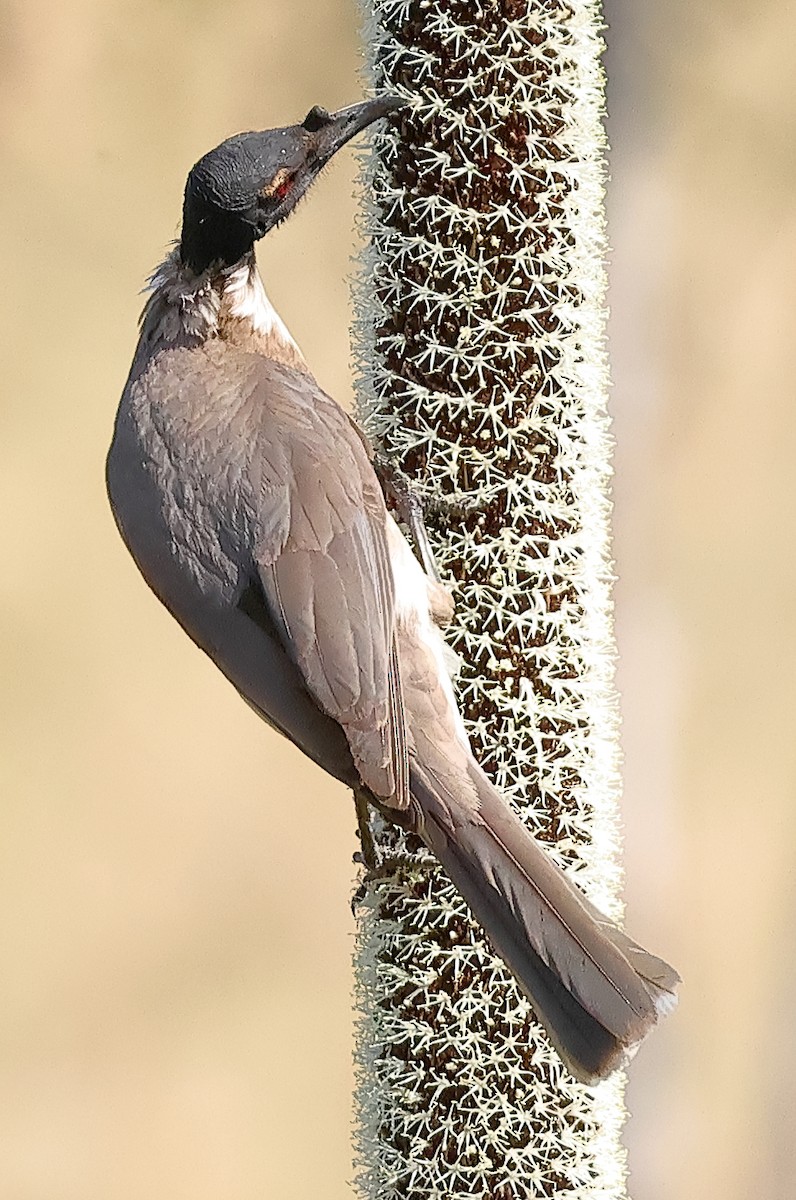 Noisy Friarbird - ML643679363