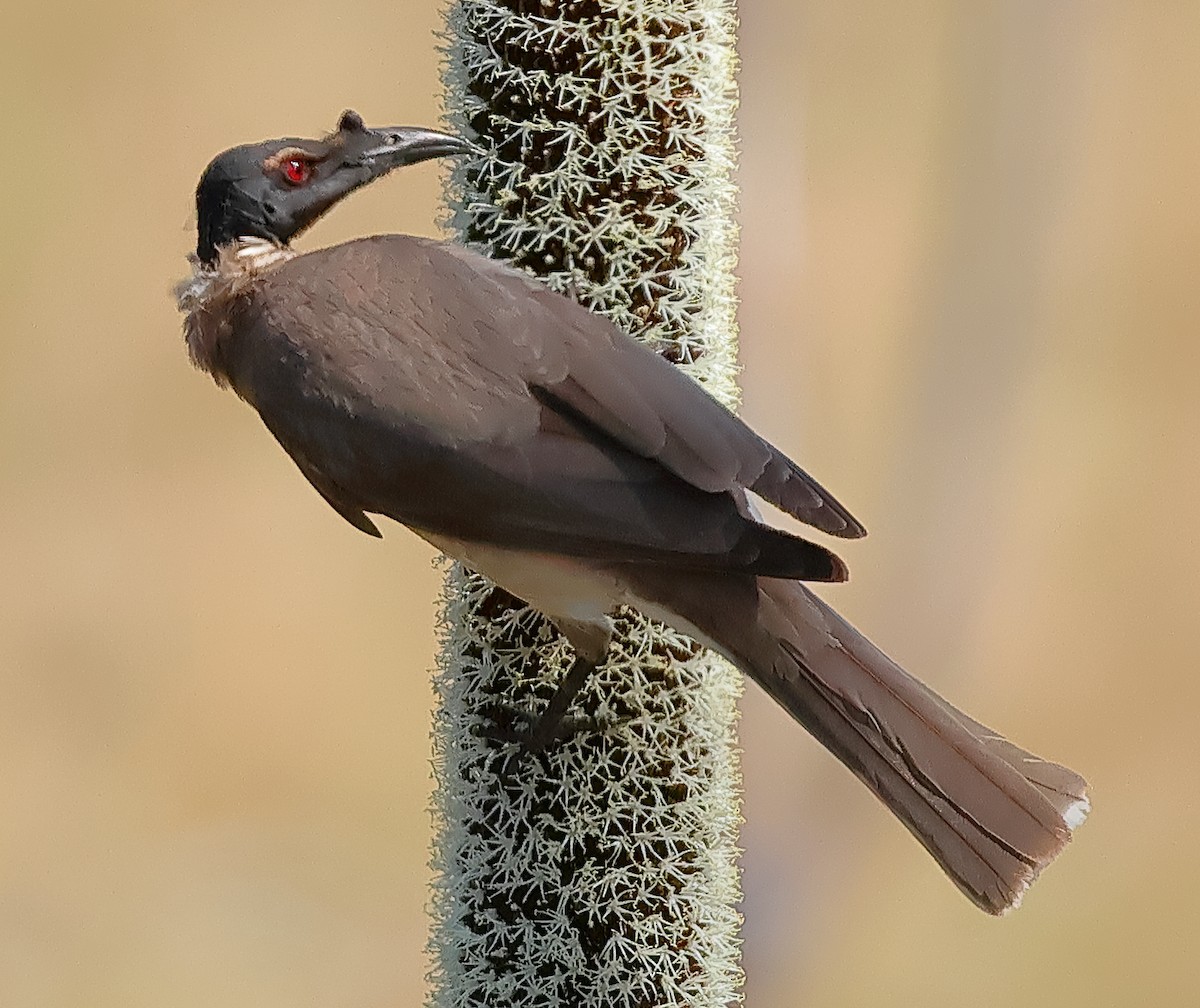 Noisy Friarbird - ML643679364
