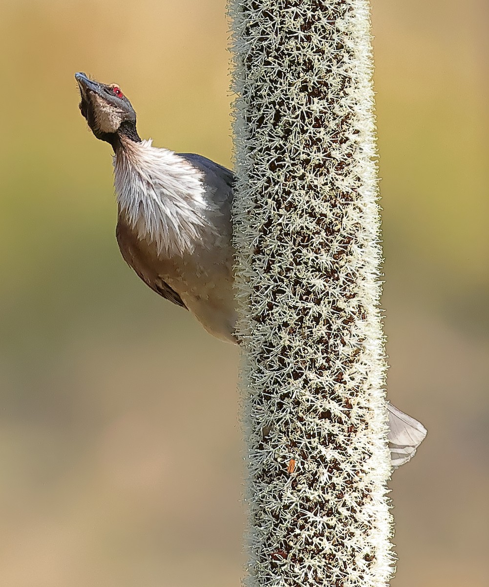 Noisy Friarbird - ML643679365