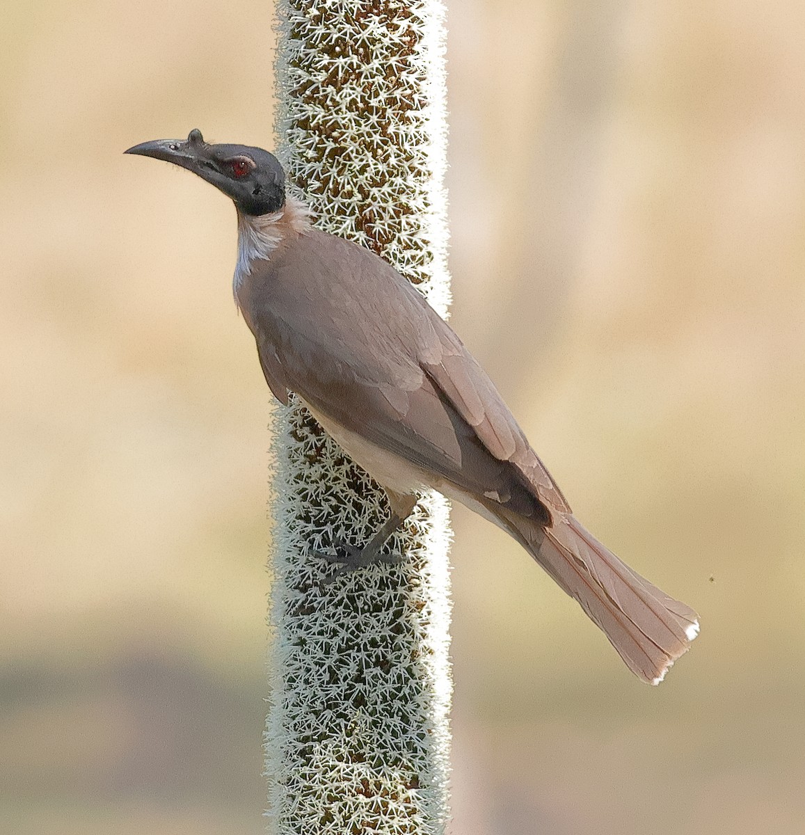Noisy Friarbird - ML643679366