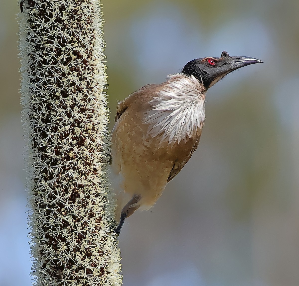 Noisy Friarbird - ML643679367