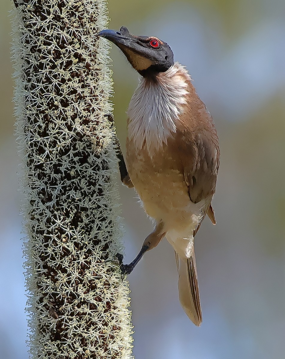 Noisy Friarbird - ML643679368