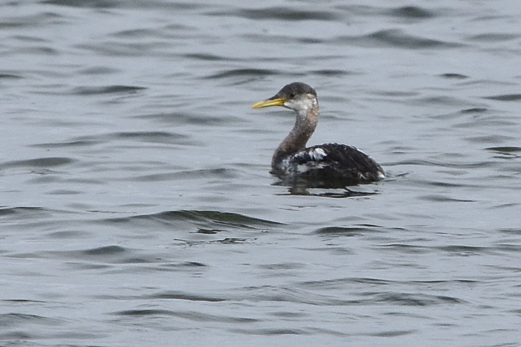 Red-necked Grebe - ML643679382