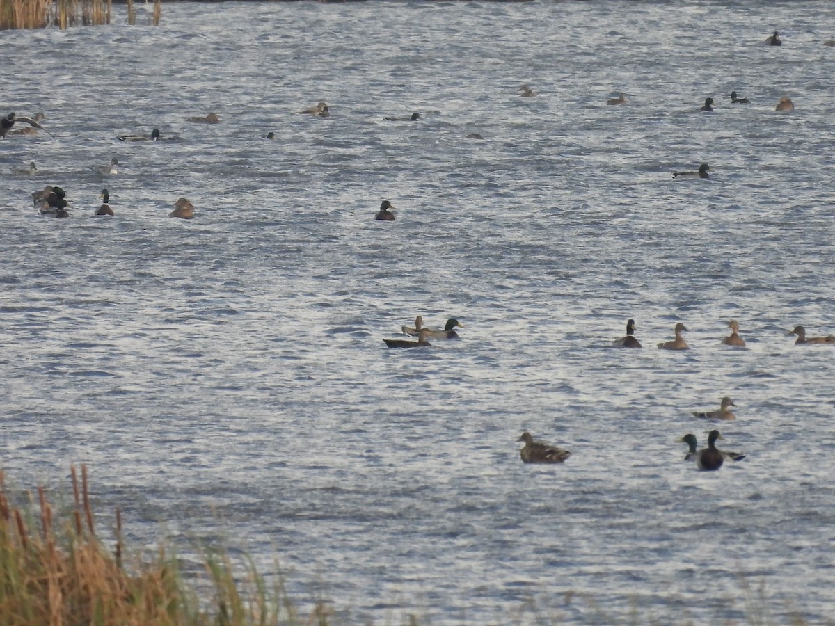 American Black Duck - ML643679387