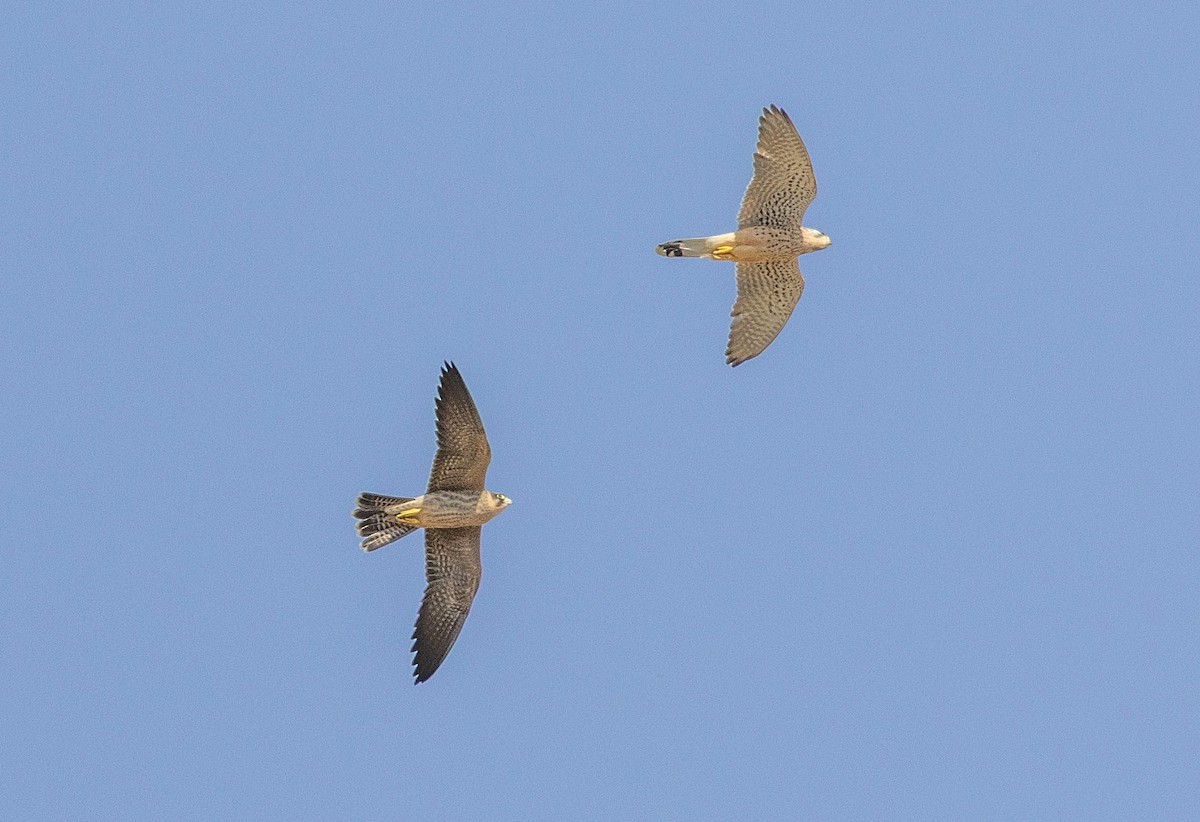 Sooty Falcon - ML643679393