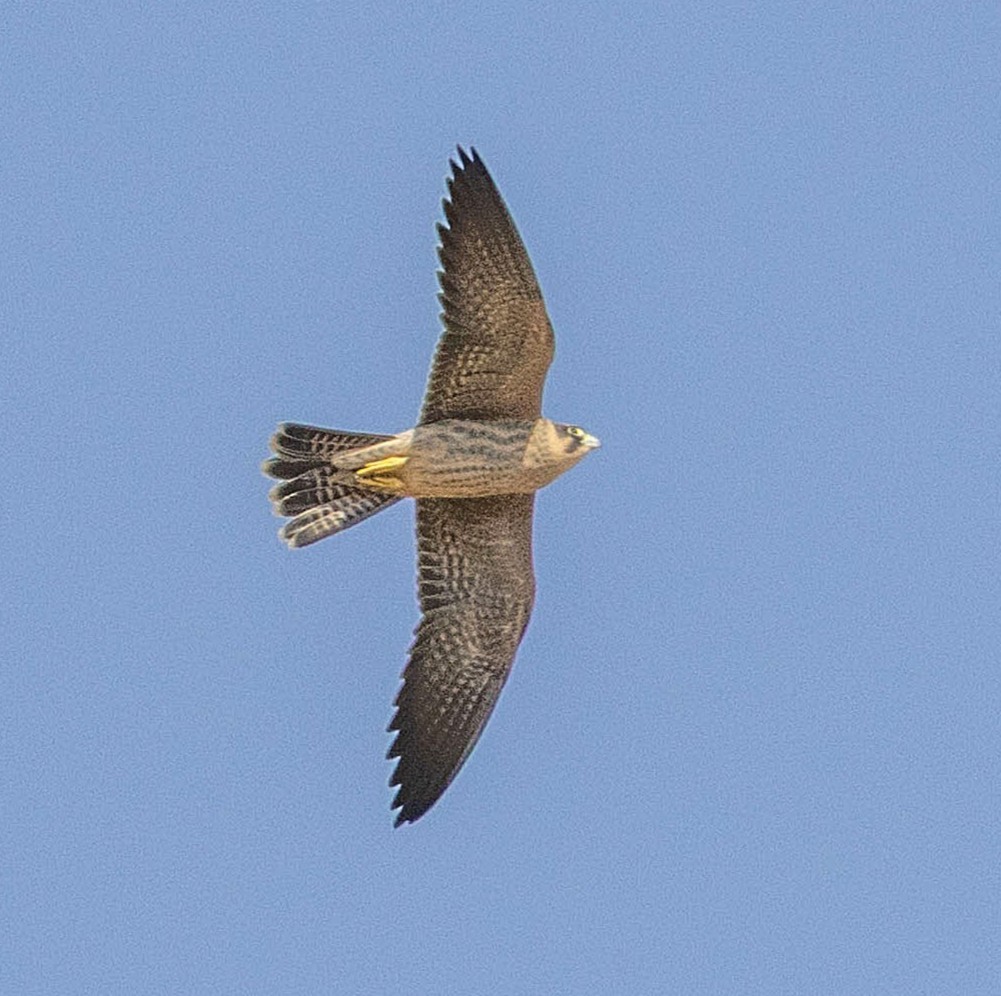 Sooty Falcon - ML643679394