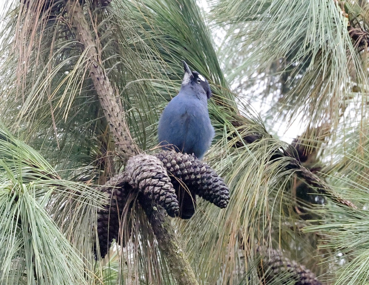 Chara de Steller (grupo coronata) - ML643679396