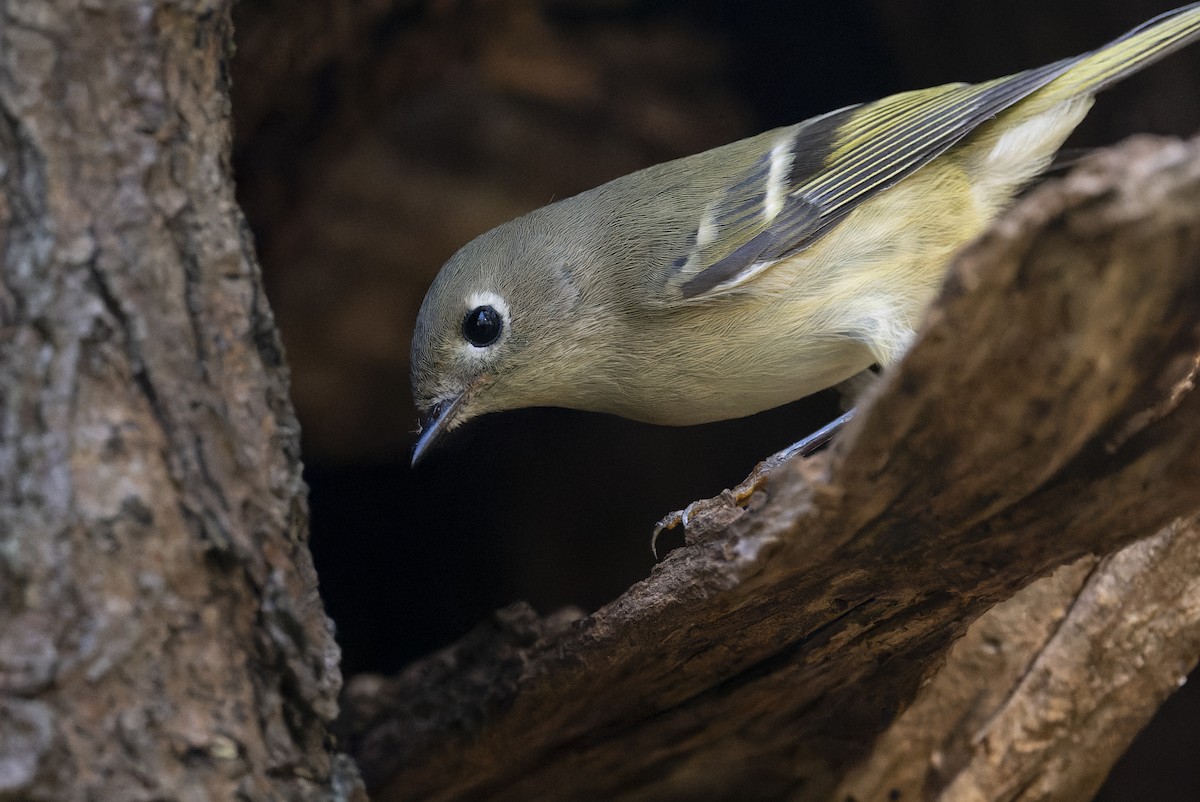 Ruby-crowned Kinglet - ML643679410